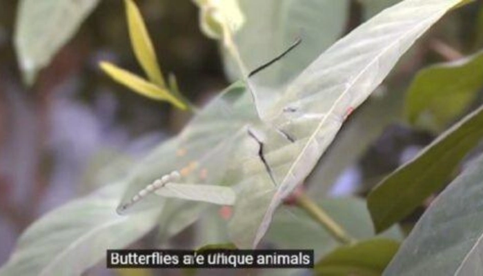 El resultado después de eliminar la mariposa usando Canva