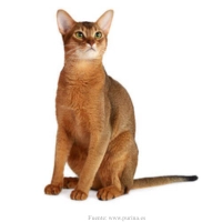 gato-abisinio