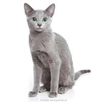 gato-azul-ruso