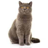 gato-britanico-de-pelo-corto