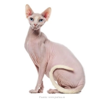 gato-egipcio-sphynx