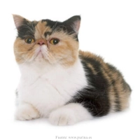 gato-exotico-de-pelo-corto