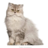 gato-persian