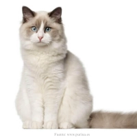 gato-ragdoll