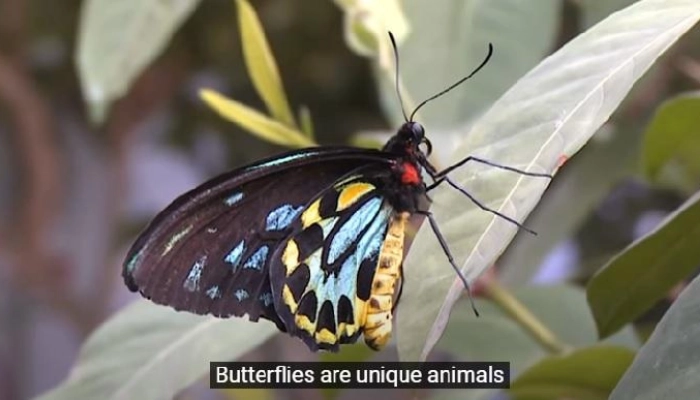 La imagen de una mariposa