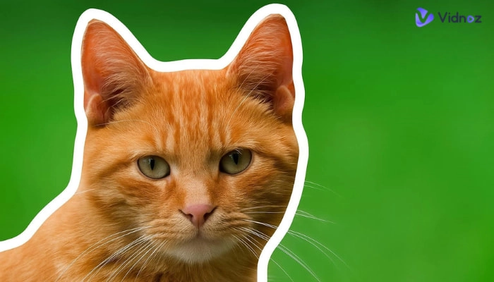 Mejores herramientas para poner contorno a una imagen y lograr visuales impactantes